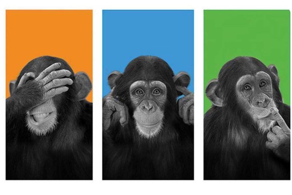 Постеры на стену обезьяны