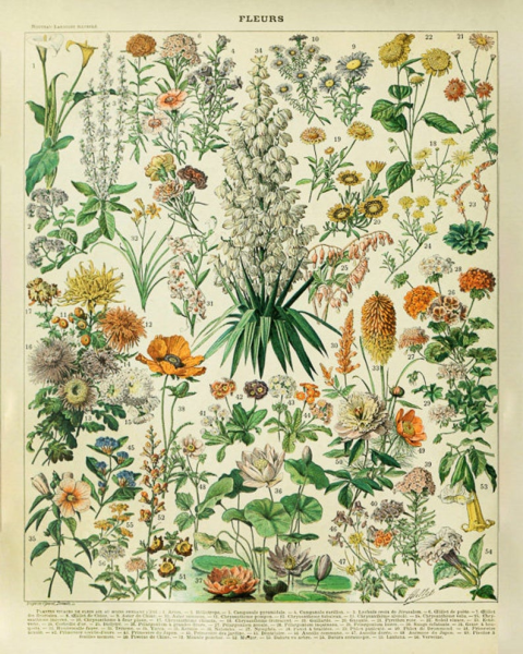 Ботанический атлас Вереск