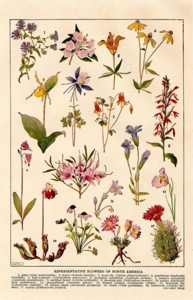 Ботанический атлас Эстетика