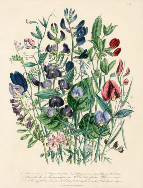 Ботанический атлас Джейн Лаудон