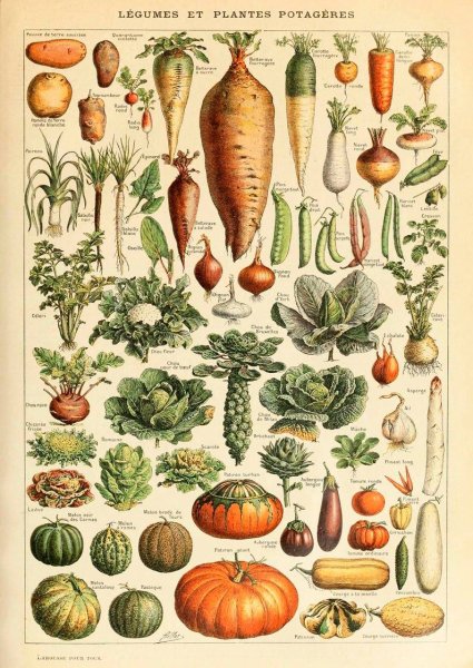 Адольф Миллот - Ботанические иллюстрации