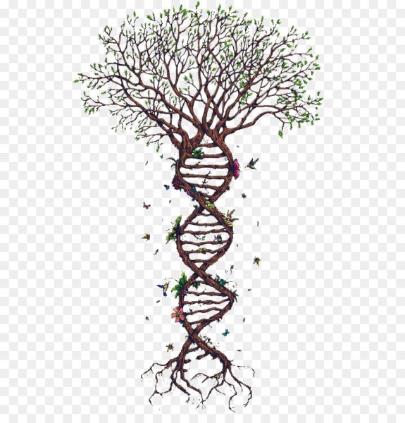 Спиральное дерево