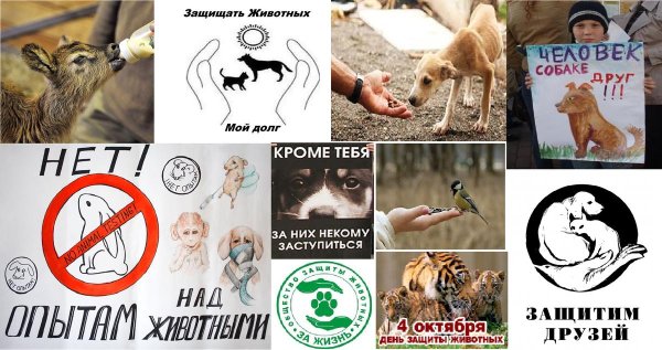 Защита животных рисунок