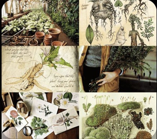 Эстетичные растения