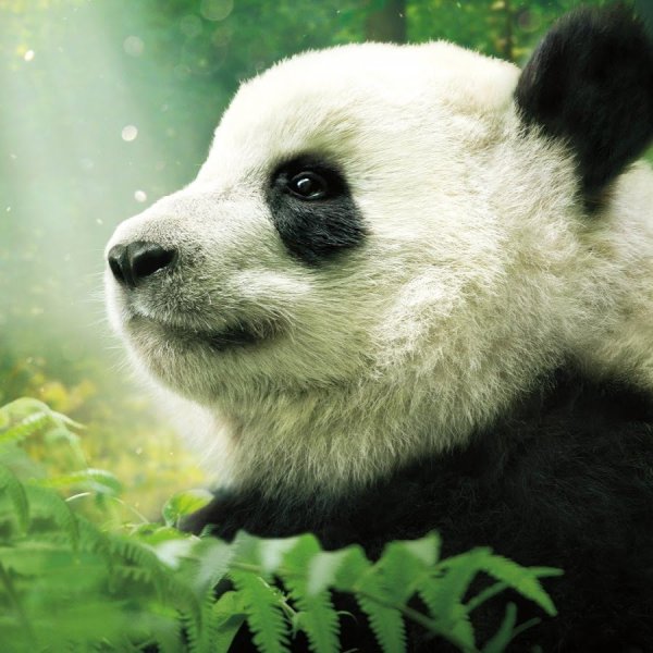 Кунг-фу Панда мультфильм 2008