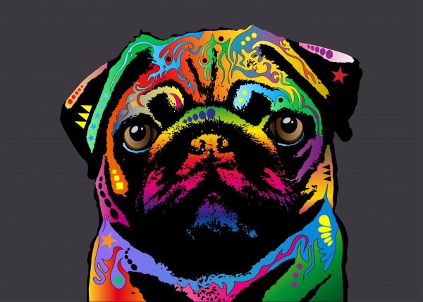 Мопс плакат с описанием