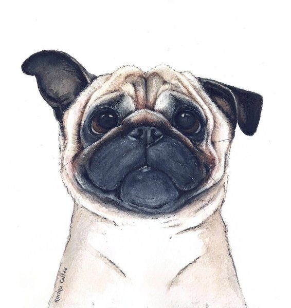 Мопс на аву