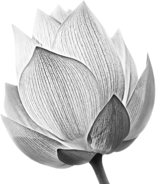 Картина с лотосами в белой раме