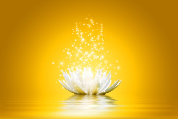 Картина для интерьера белый Лотос