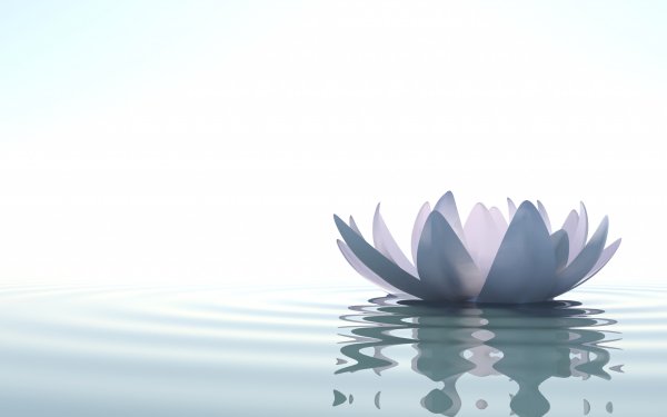 Белый Лотос на голубом фоне