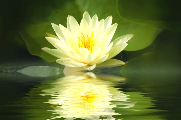 Белый Лотос (White Lotus)