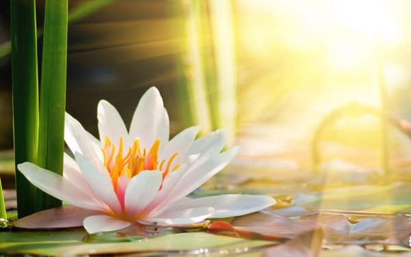 Лотос на фоне неба