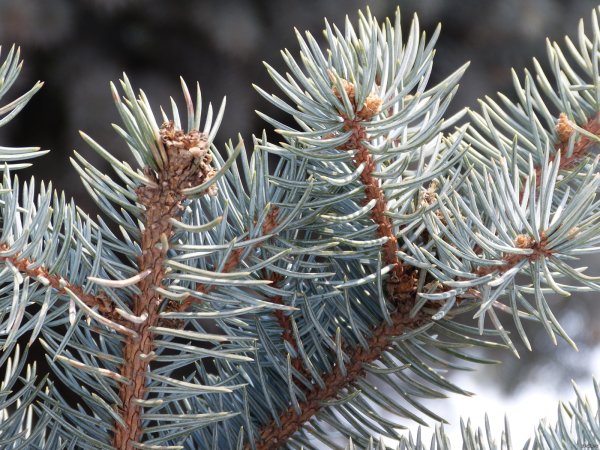 Хвойный цвет