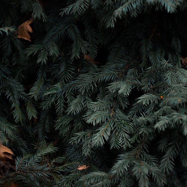 Beatris морозная с шишками 150