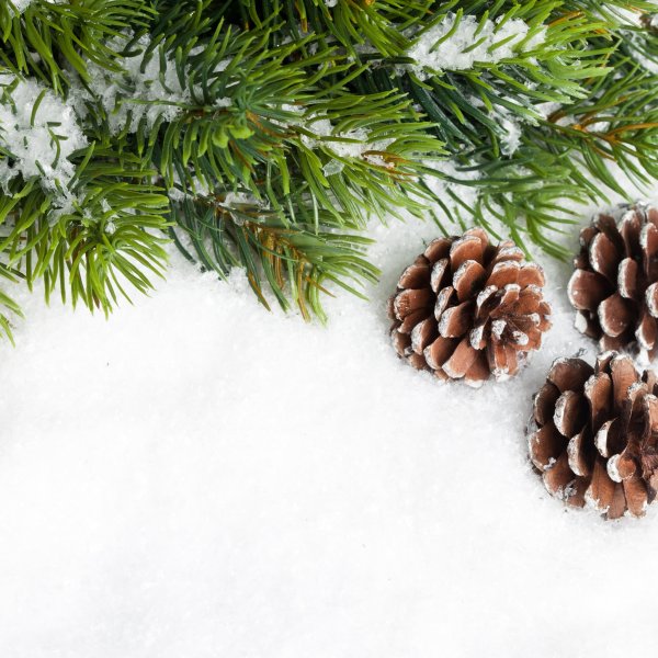 Елка Хвойная хвоинки