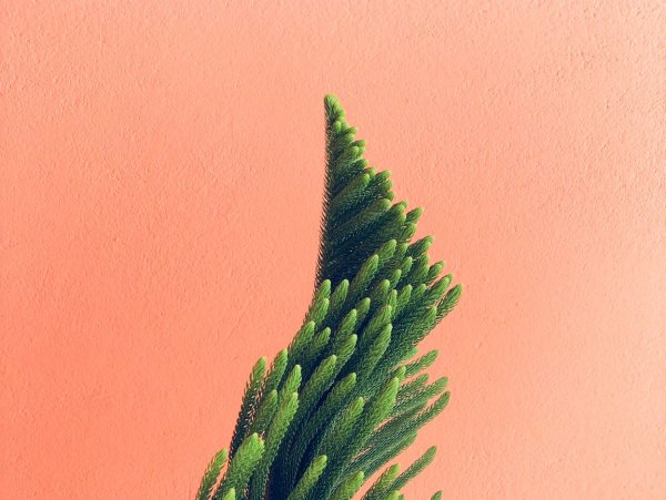 Иглы у пихты елки и сосны