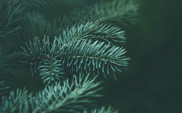 Как выбрать живую ёлку на новый год?