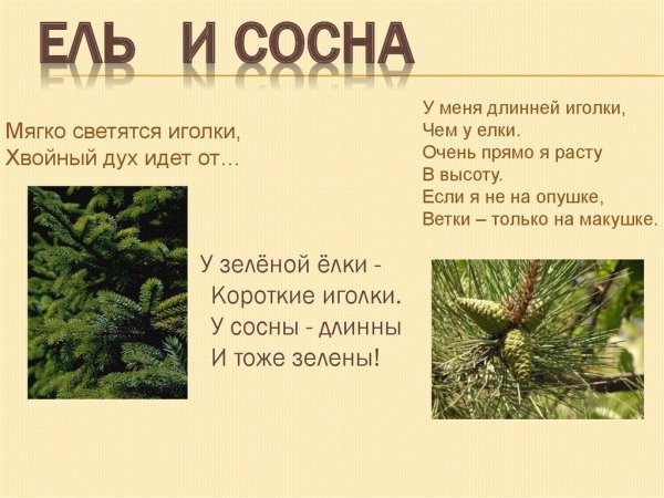 Хвойная ветка пихта