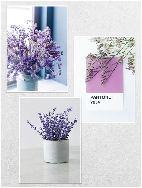 Постер Лаванда 40х50 в тубусе