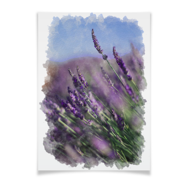 Плакат с лавандой