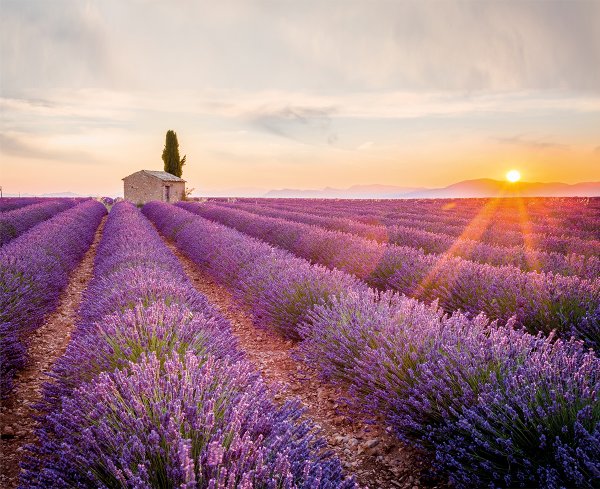 Лаванда этикетка Винтаж