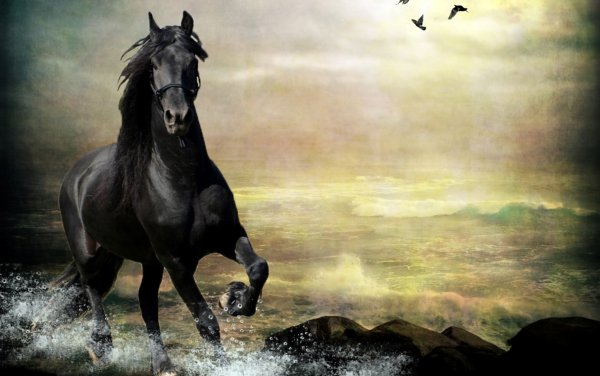 Постер лошадь Восточный