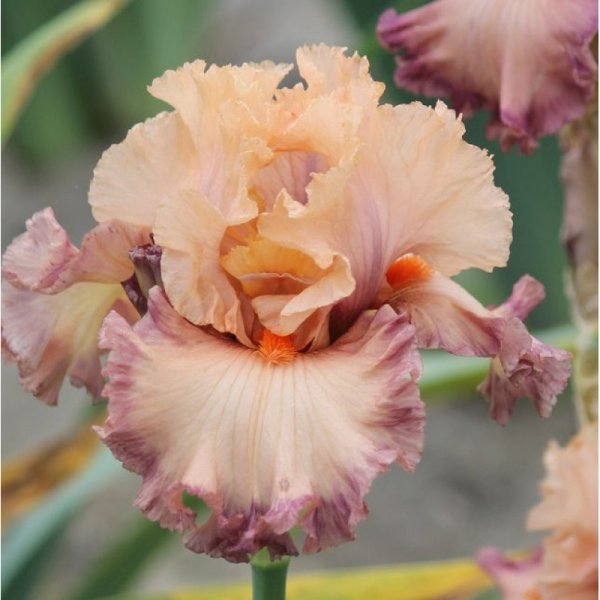 Ирис shy girl (Blyth 2015)