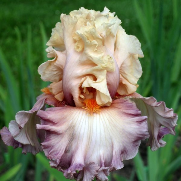 Ирис Limerence (Blyth 2008)