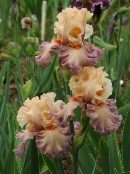 Ирис poster girl