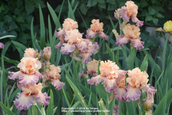 Ирис early girl