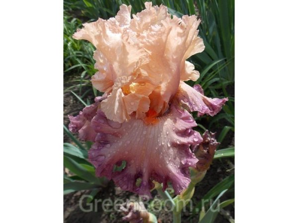 Ирис бородатый Постер герл