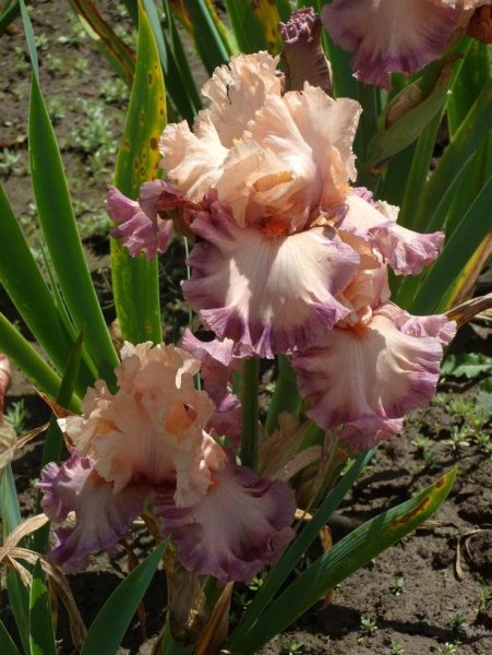 Ирисы бородатые poster girl