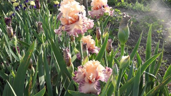 Ирис poster girl