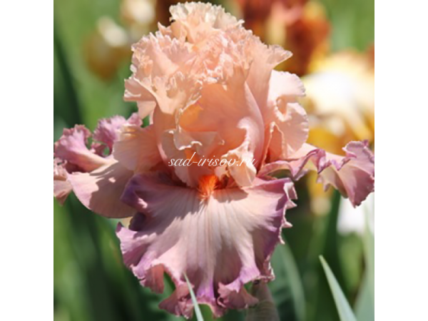 Ирис poster girl