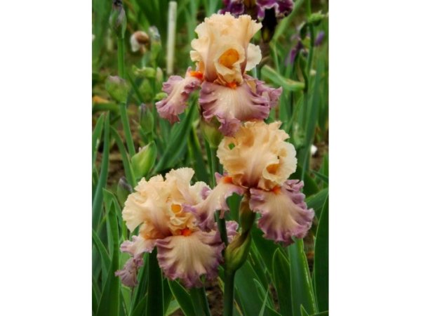 Ирис handful of Magic