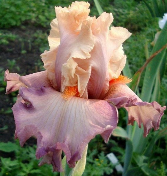 Ирис Постер герл фото