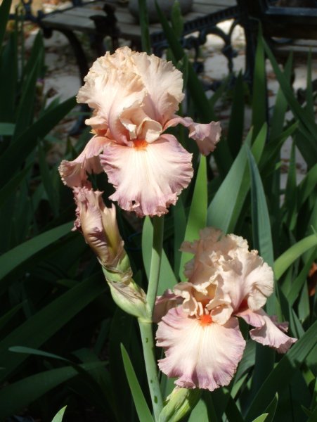 Ирисы бородатые poster girl