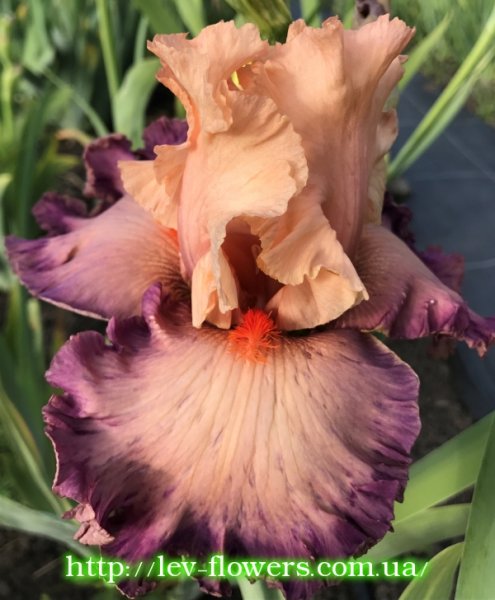 Ирис импостер