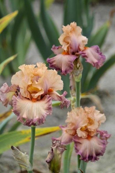 Ирис герл гот ритм