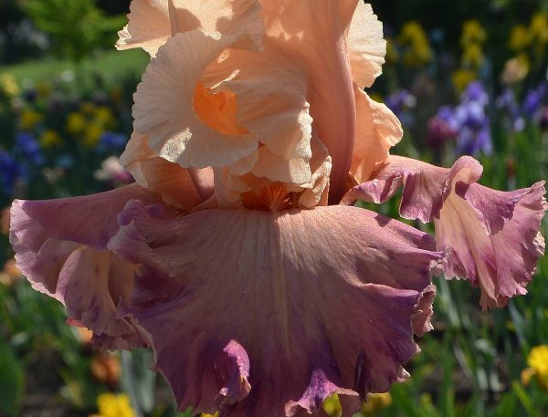 Ирисы бородатые girl's got Rhythm