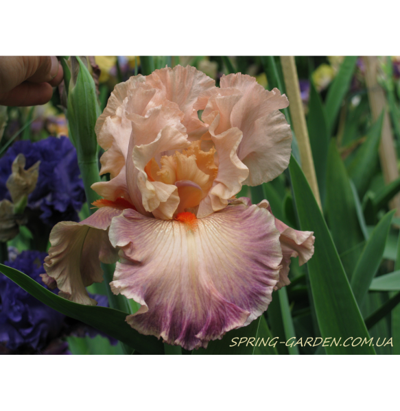 Ирис Thundermaker