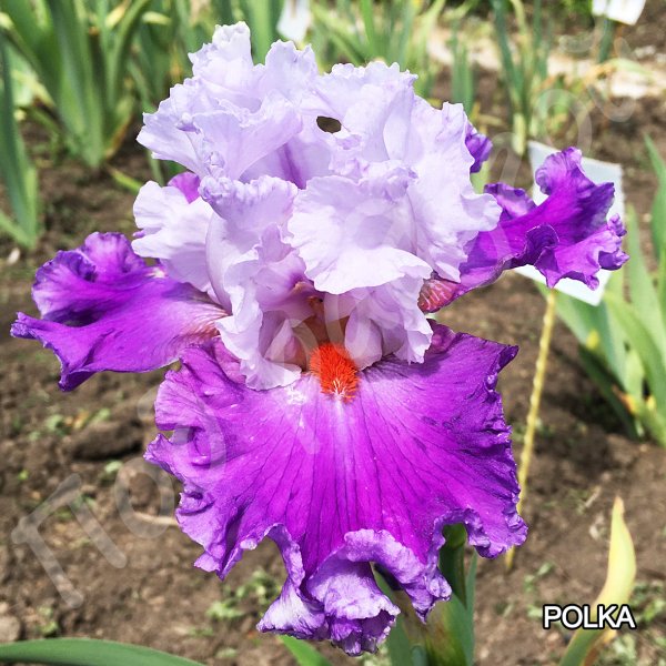 Ирис Strawberry Shake