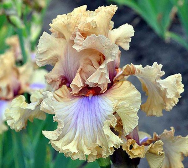 Арко Ирис 3в1