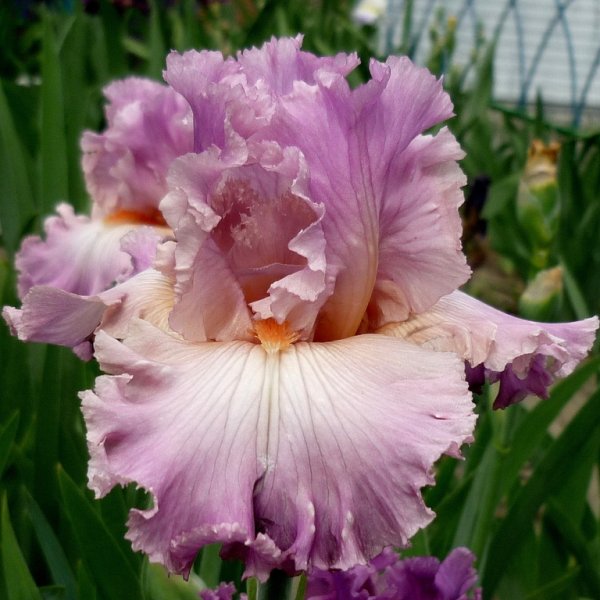 Ирис Jamaica Crazy