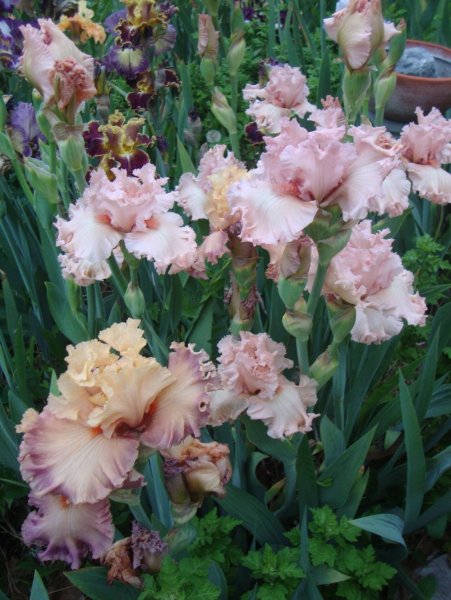 Ирис Coffee trader (Blyth 2006)