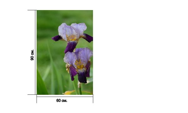 Акварель ирисы Альберто Гильен