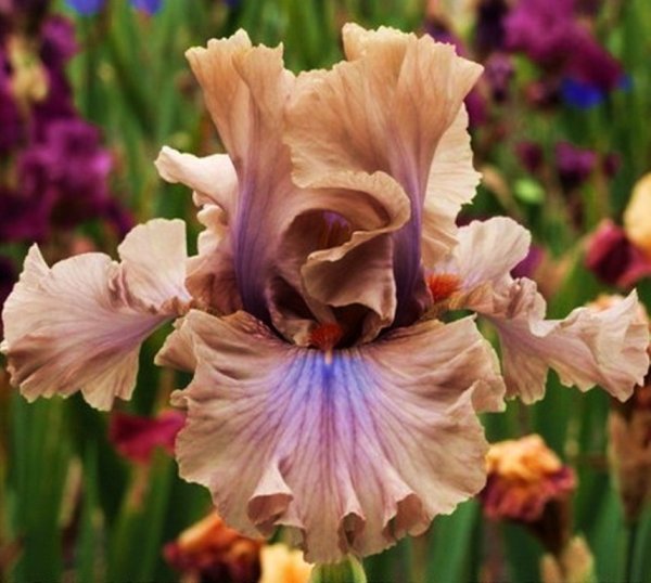 Касатик Ботаническая иллюстрация