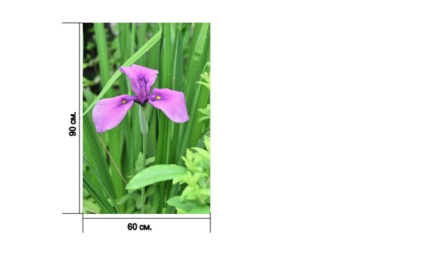 Ирисы Белоснежка 144-as