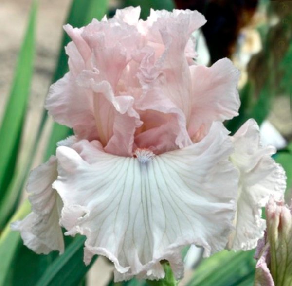 Ирис бородатый Iris Hybrid