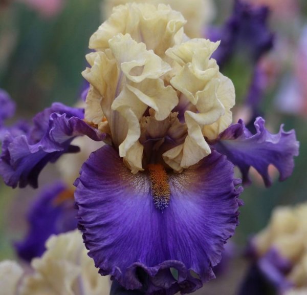 Акварель ирисы Альберто Гильен